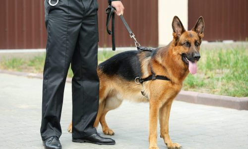 Masterguard Sicherheit Kontrolldienste Frankfurt